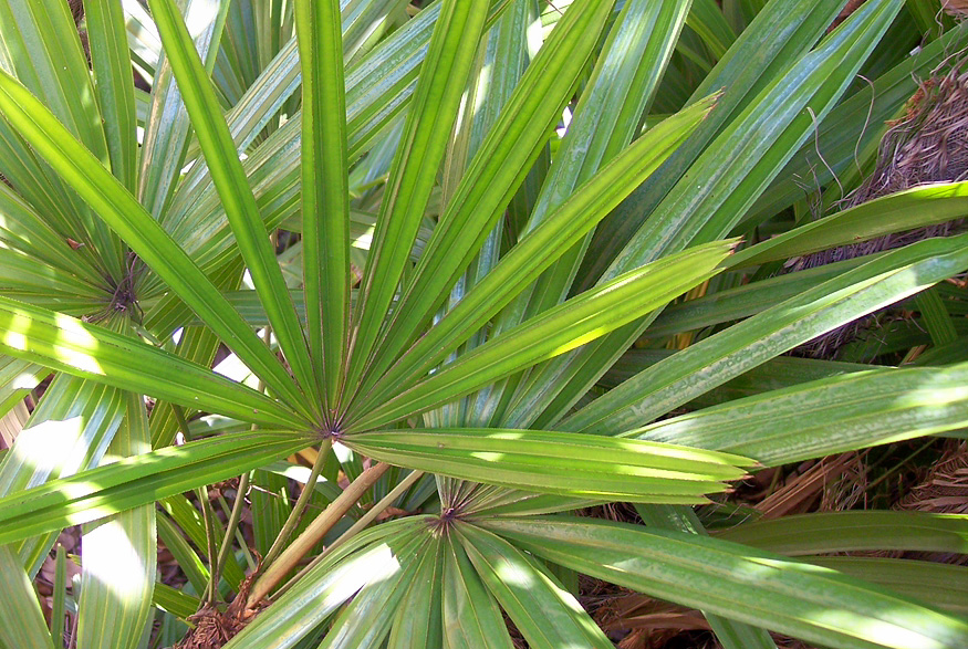 9. Broadleaf Ladypalm Broadleaf Ladypalm