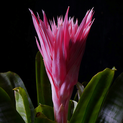 Bromeliads Closeup of a bright pink bromeliad flower. It is bright pink, with many layers of long, thin, pointed petals.