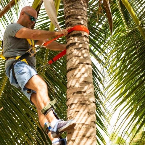 How He Stays Active Bryan climbing on a palm tree