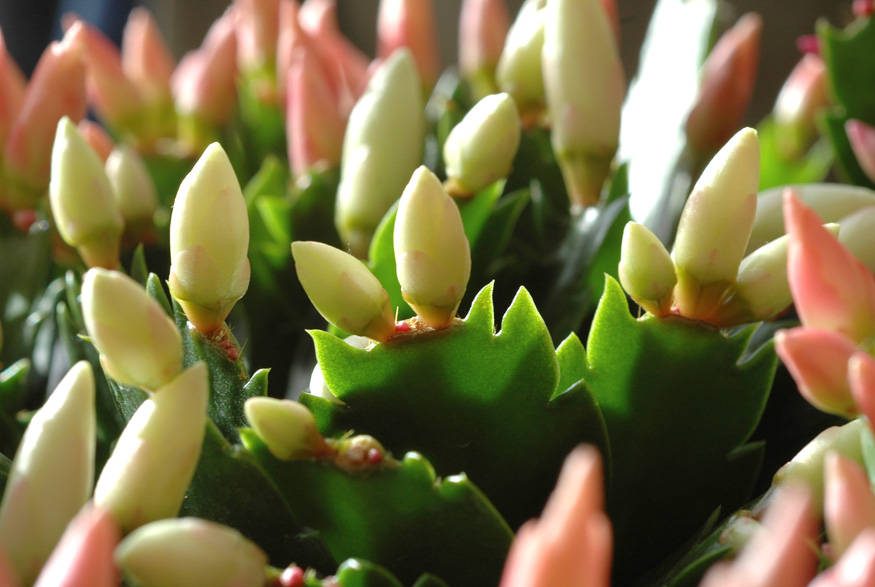 6. Start the Budding Regimen in the Fall Christmas cactus buds