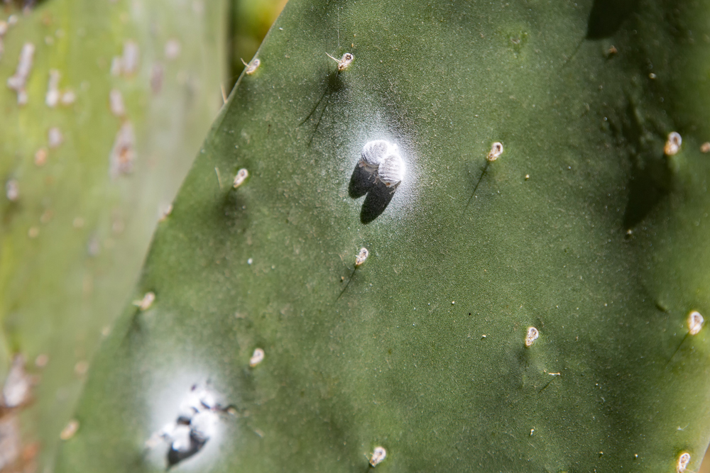 15. Remove Mealybugs Mealybugs on a cactus with ears