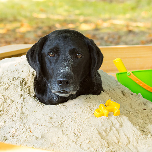 Build a Sandbox happy dog in a sandbox
