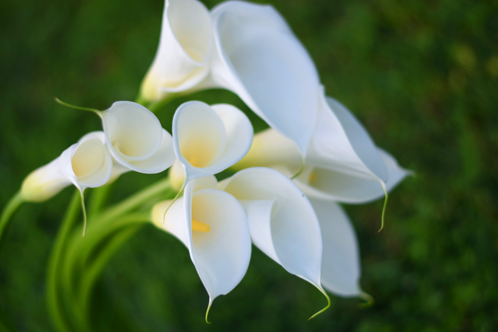 Calla Lily (Zantedeschia spp.) Calla Lily