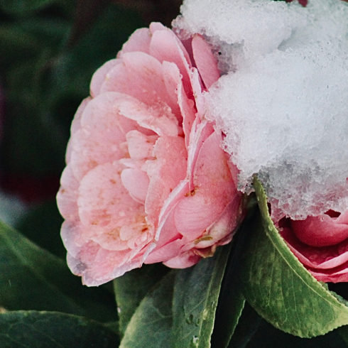 Christmas Camellia Canadian plants: A pink Camelia flower blooming through the frost