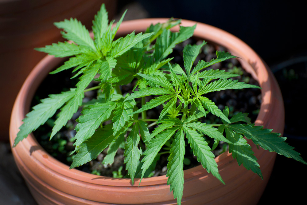 Cannabis (Cannabis spp.) Cannabis