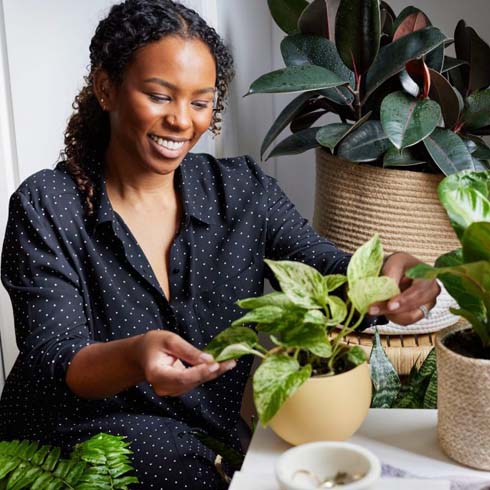 Any Variety of Pothos person caring for marble queen pothos