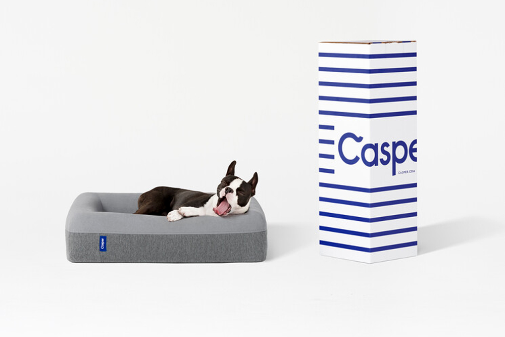 Transitional A French bull dog is sleeping on a gray Casper dog bed