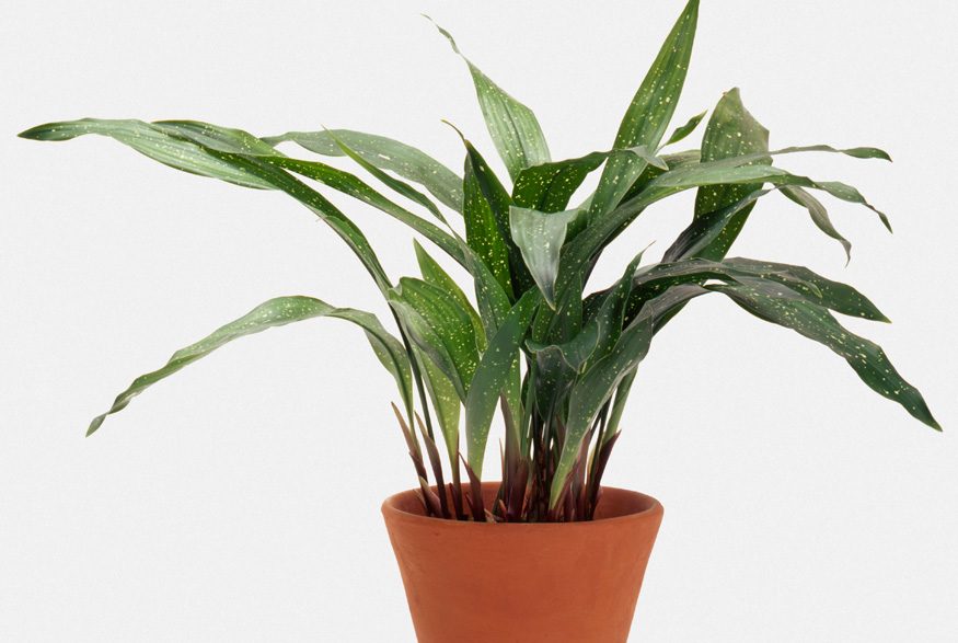 Cast Iron Plant (Aspidistra elatior) Cast Iron Plant (Aspidistra elatior)