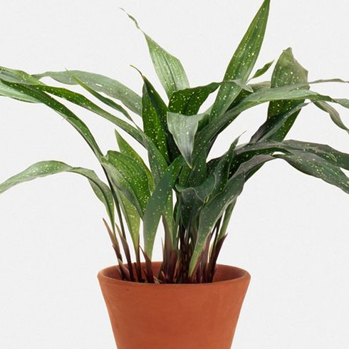 3. Cast-iron Plant (Aspidistra Eliator) Cast-iron Plant (Aspidistra Eliator)