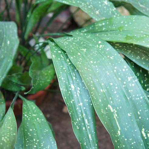 Cast Iron Plant Closeup of cast iron plant with speckled leaves