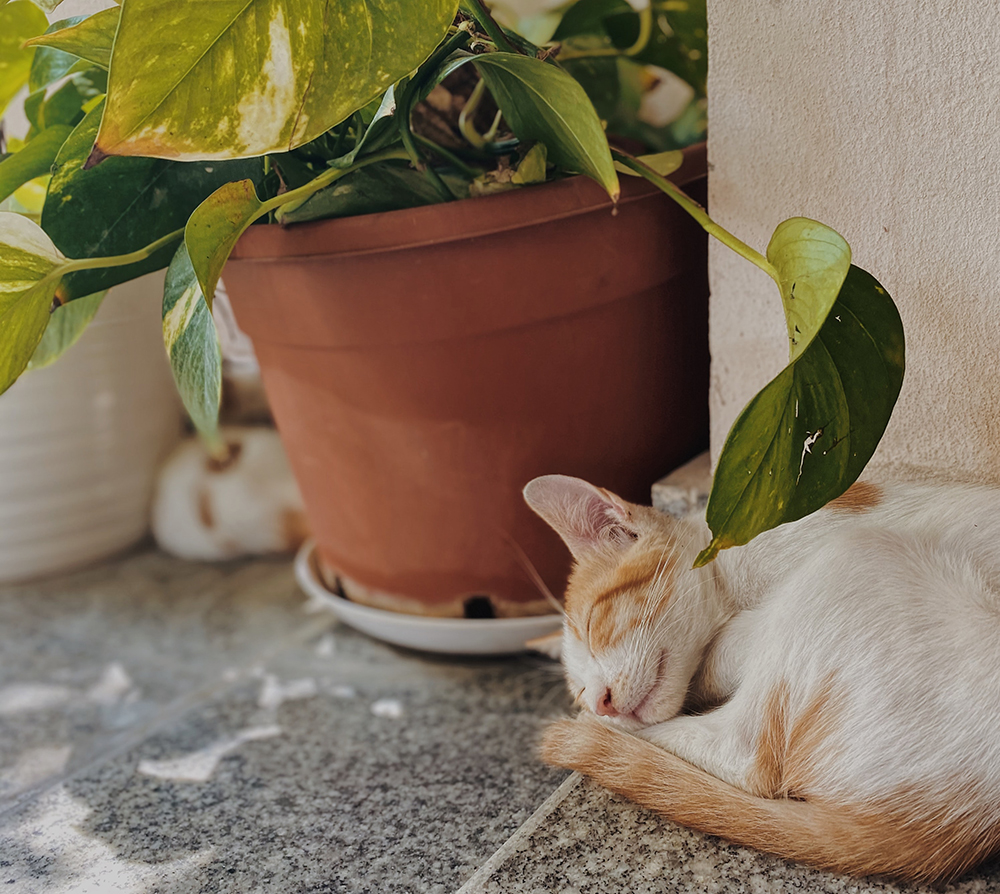 Cover Your Pot with Aluminum Foil Orange and white cat napping on the floor beside a potted plant