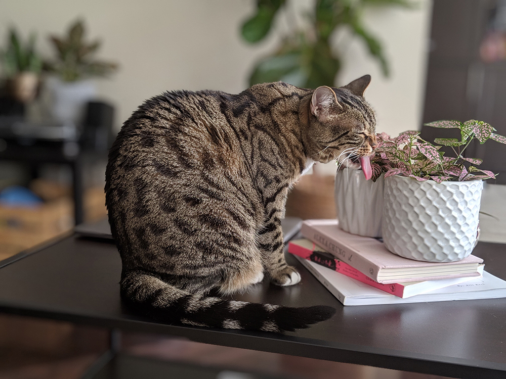 Opt for Pet-Safe Plants Tabby cat sitting on a table licking leaves of fittonia plants.