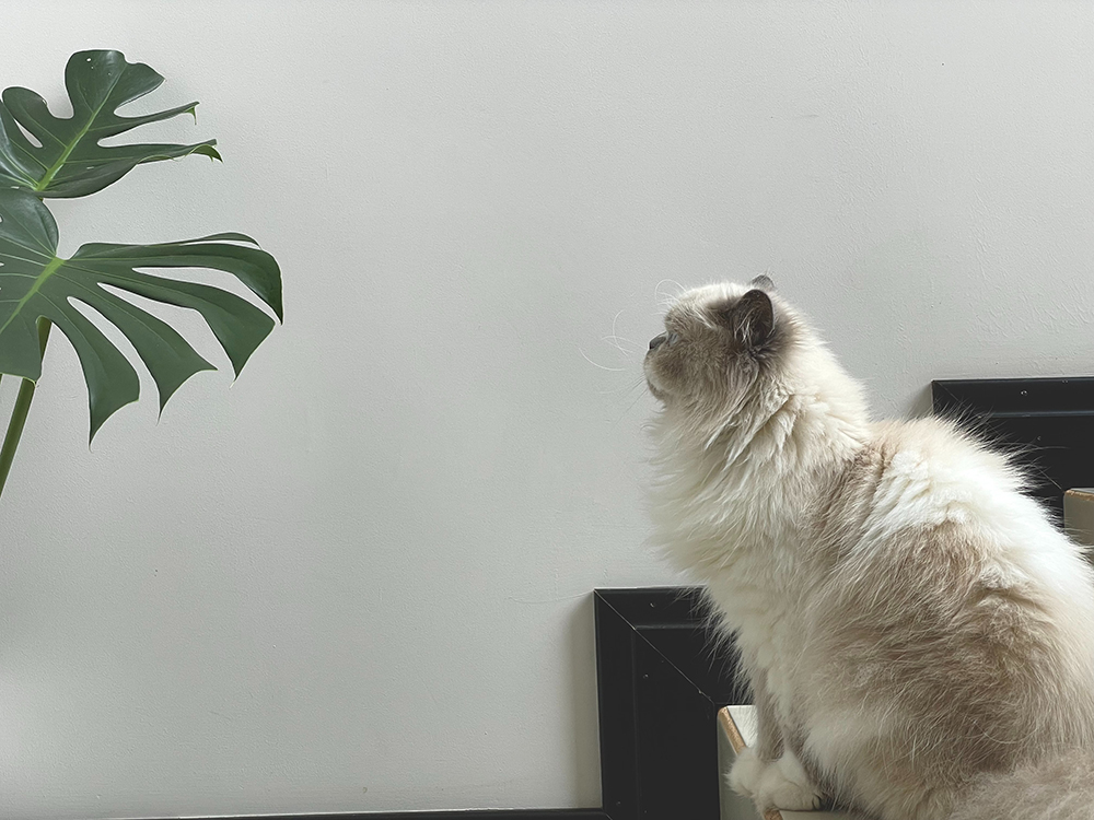 A Sticky Situation A cat sits on a table looking at a large monstera leaf.