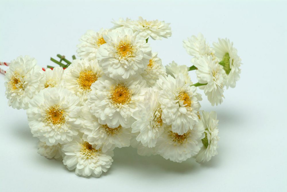 Chamomile Chamaemelum Nobile flowers