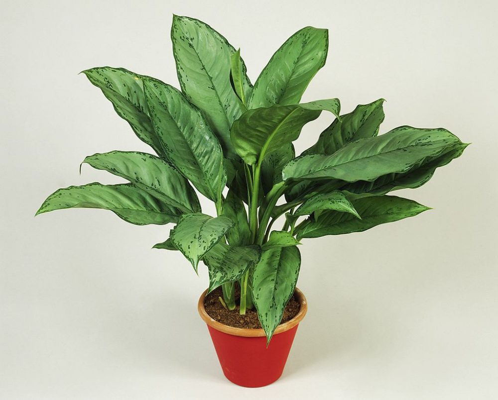 Chinese Evergreen Chinese evergreen, Araceae in a plant pot.