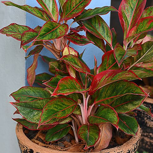 9. Chinese Evergreens (Anglaonema) Chinese Evergreens (Anglaonema)