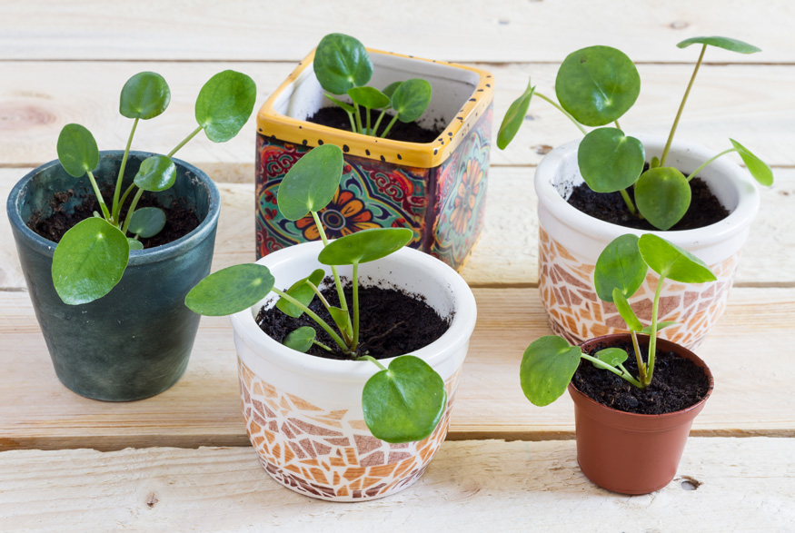 Chinese Money Plant (Pilea peperomioides) Chinese Money Plant (Pilea peperomioides)
