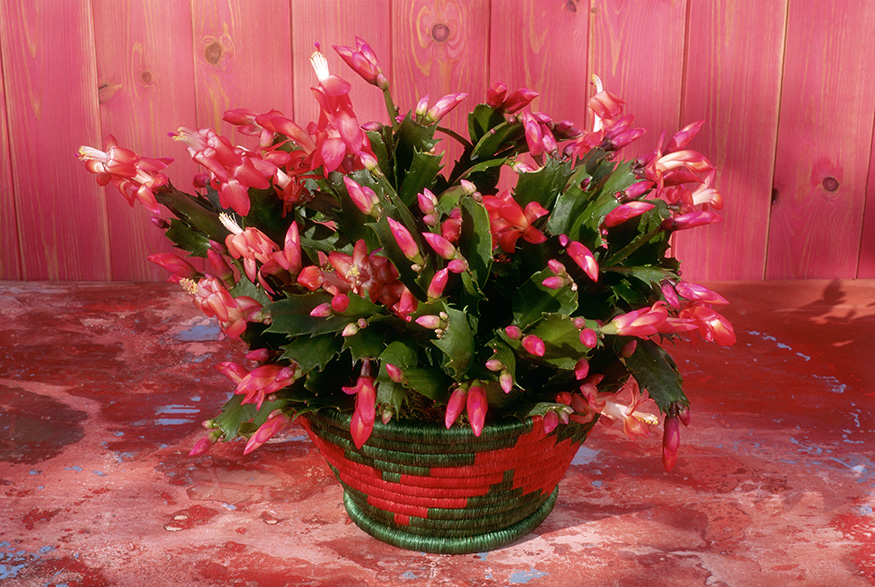 1. Christmas Cactus (Schlumbergera) Christmas cactus
