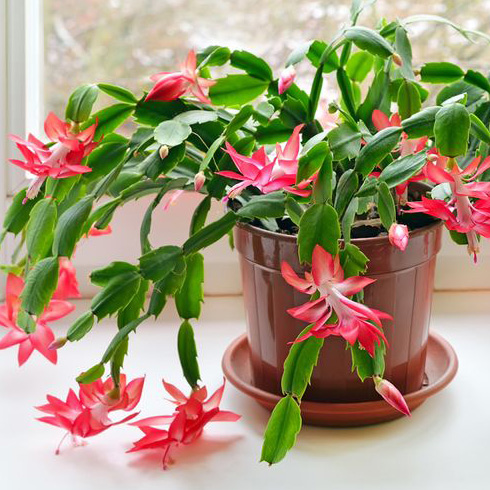 Christmas Cactus (Schlumbergera) Christmas Cactus (Schlumbergera)
