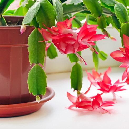 Christmas Cactus A flowering potted Christmas Cactus