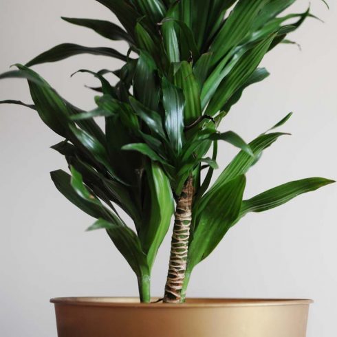 Corn Plant closeup of dracaena fragrans in a gold pot on a white background
