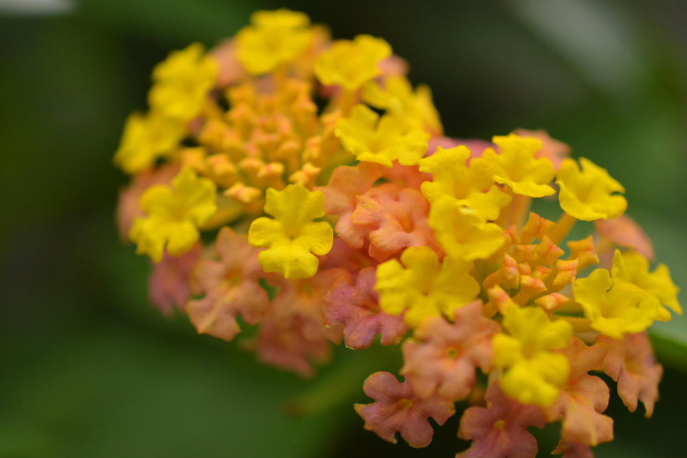 Common Lantana (Lantana Camara) Common Lantana