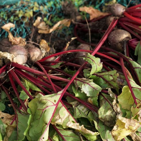 Beets and Garlic Rows of fresh beetroot picked from the garden