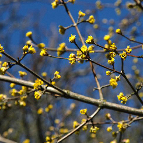 Cornelian Cherry (Cornus mas) Cornelian Cherry (Cornus mas)