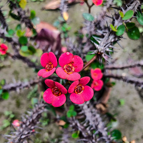 Crown of Thorns Overhead shot of crown of thorns plant. Long, thorny branches extend from the center of the plant. In the middle, above the thorns, are a cluster of four small bright red flowers.
