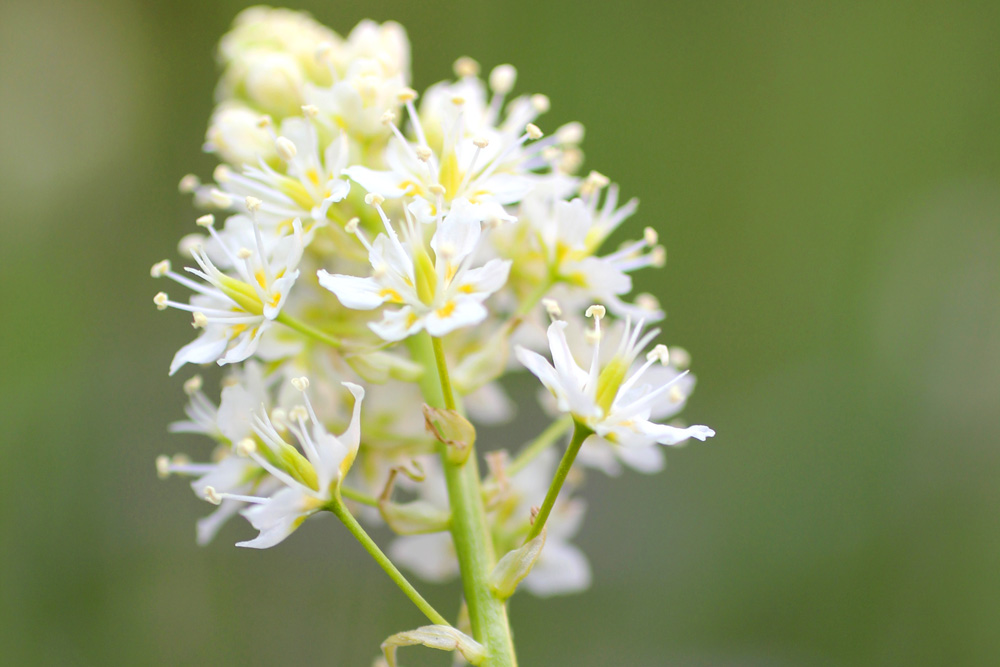 Death Camas (Melanthiae spp.) Death Camas