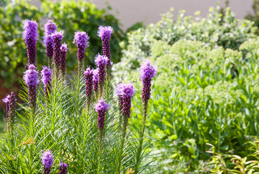 Dense Blazing Star (Liatris spicata) Dense Blazing Star (Liatris spicata)