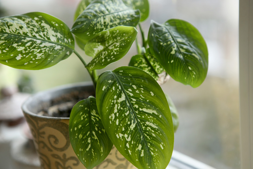 Dieffenbachia (Dieffenbachia spp.) Dieffenbachia (Dieffenbachia spp.)