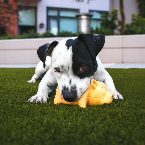 Make Your Fence Dog Friendly Make Your Fence Dog Friendly
