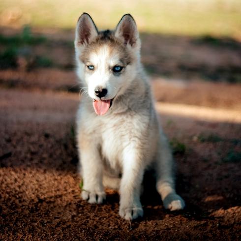 Replace the Lawn little puppy on mulch