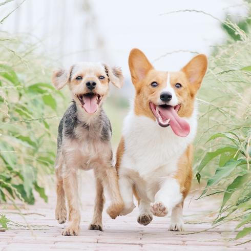 Choose Plants That Are Dog Safe two dogs running in the backyard