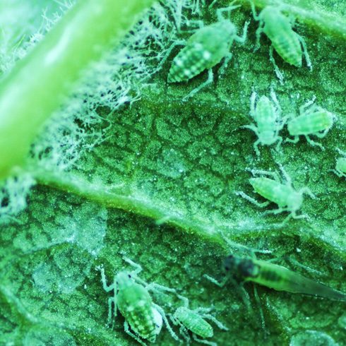 Don’t Attract Bad Bugs Aphids on a leaf
