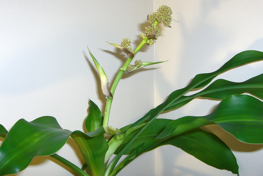 12. Janet Craig Dracaena Janet Craig Dracaena