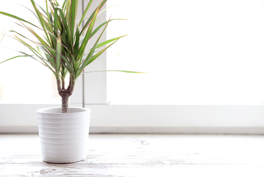 Dracaena (Dracaena spp.) Dracaena (Dracaena spp.)