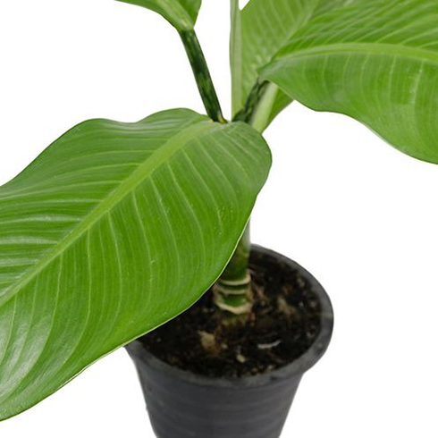 15. Dumb Cane (Dieffenbachia) Dumb Cane (Dieffenbachia)