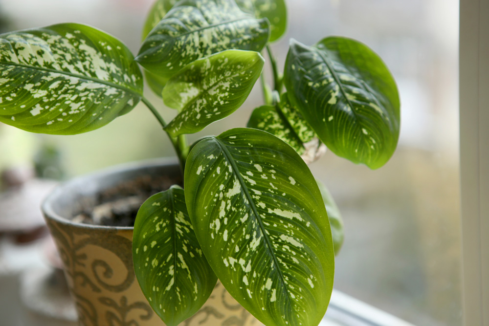 Dumb Cane (Dieffenbachia spp.) Dumb Cane