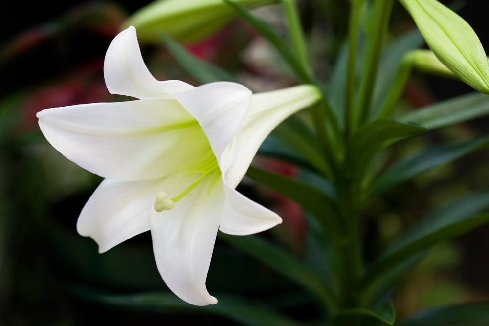 Easter Lily (Lilium Longiflorum) Easter Lily