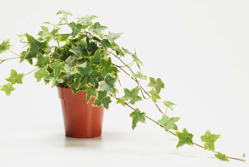 English Ivy (Hedera helix) English Ivy (Hedera helix)