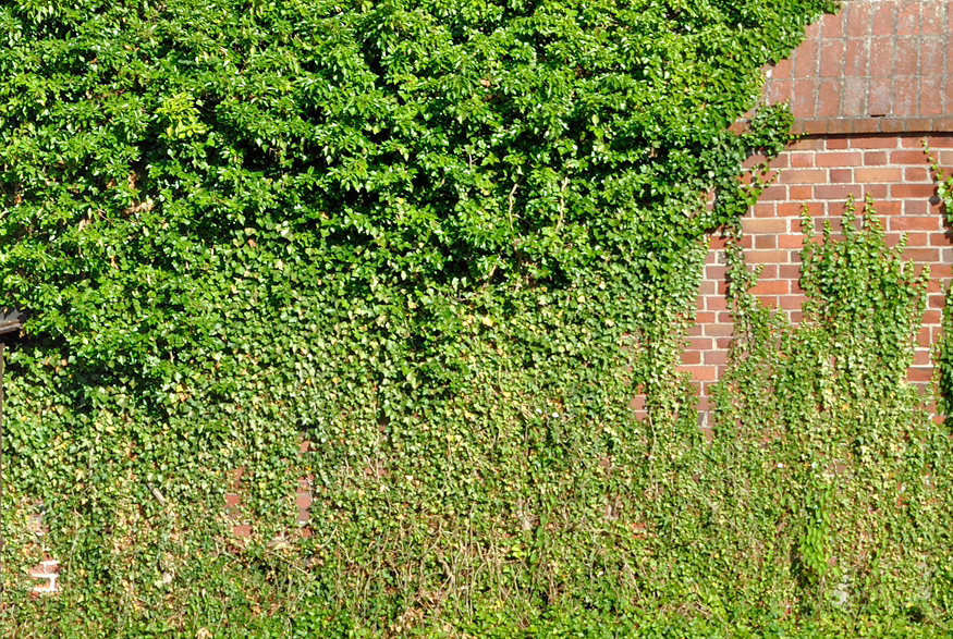 3. English Ivy English Ivy