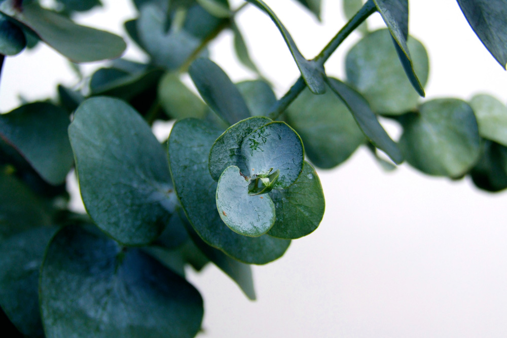 Eucalyptus (Eucalyptus spp.) Eucalyptus