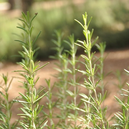 Broccoli and Rosemary Rosemary sprigs sprouting out of the garden in wilderness.