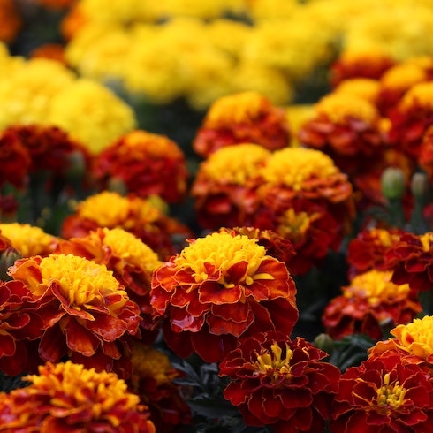 Brussels Sprouts and Marigolds Bright red and yellow marigolds.