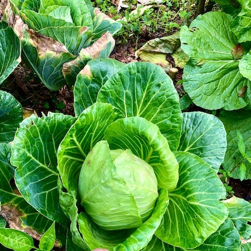 Cabbage and Dill Vibrant green heads of cabbage growing in garden bed.