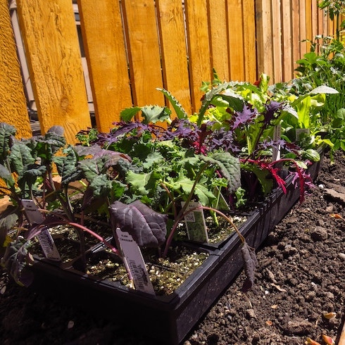 Kale and Nasturtiums Garden bed of kale and nasturiums in backyard