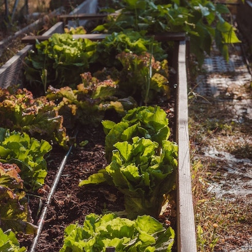 Winter Lettuce and Radishes Winter Lettuce and Radishes