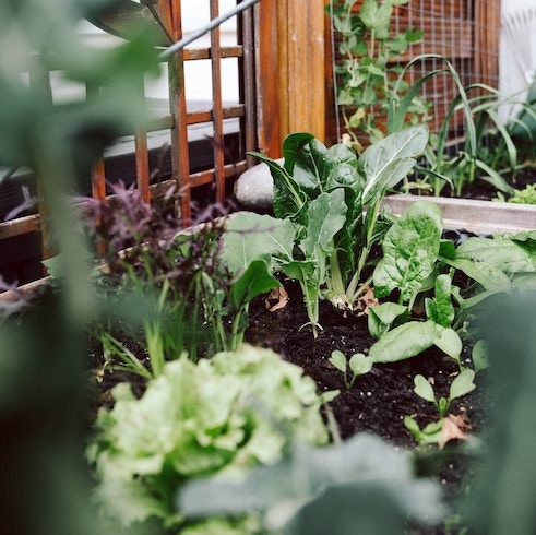 Spinach and Onions Spinach and onions growing in large planter